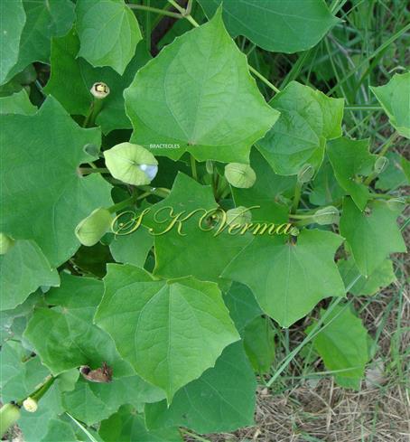  Leaves and flower buds covered by bracteoles